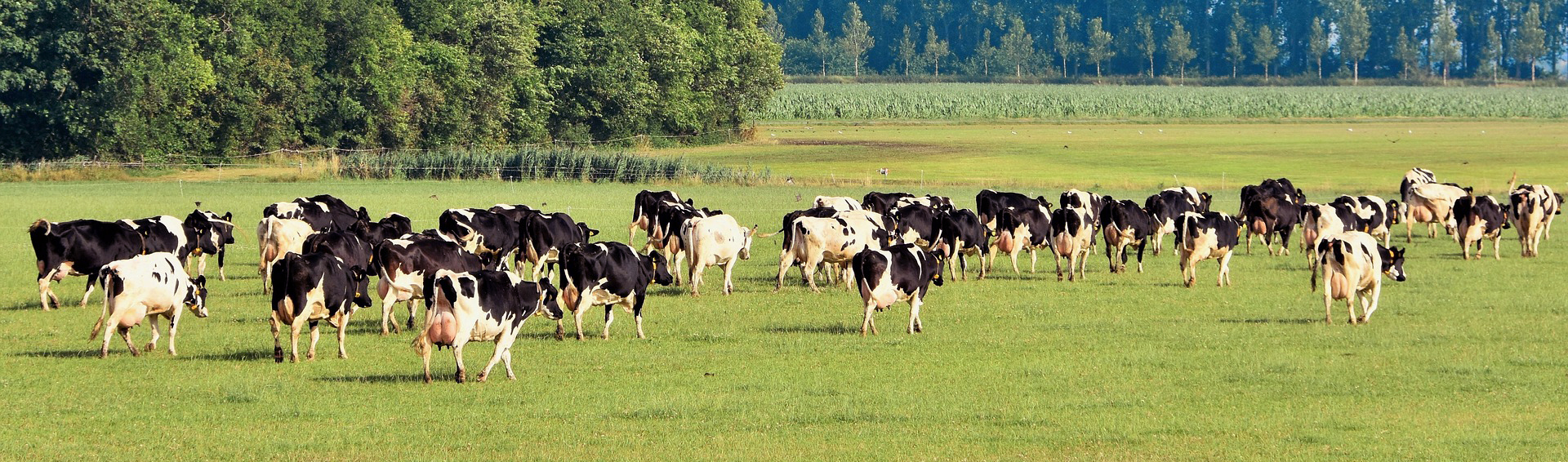 A large herd of cows on green pasture. Photo. 