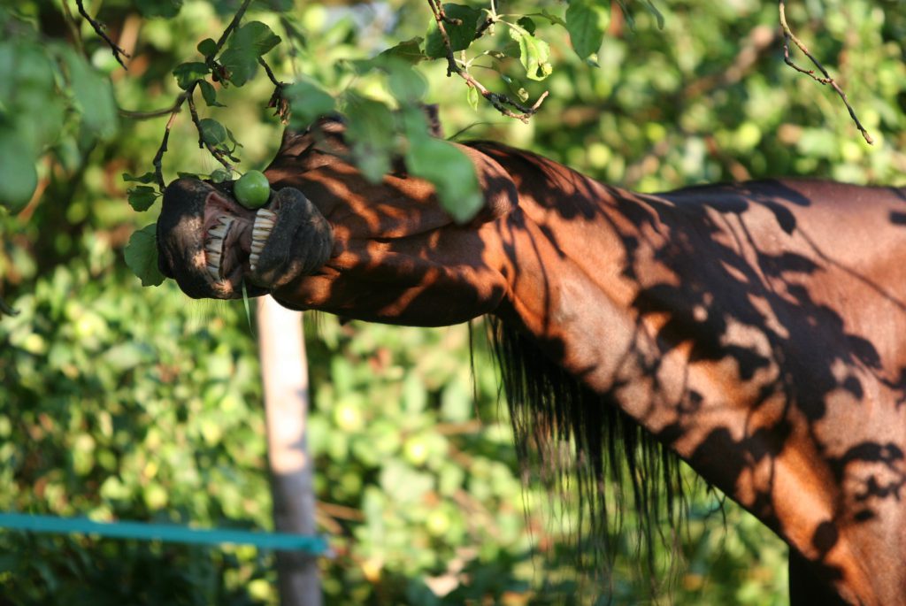 Brown horse eating from a appletree-branch. Photo.