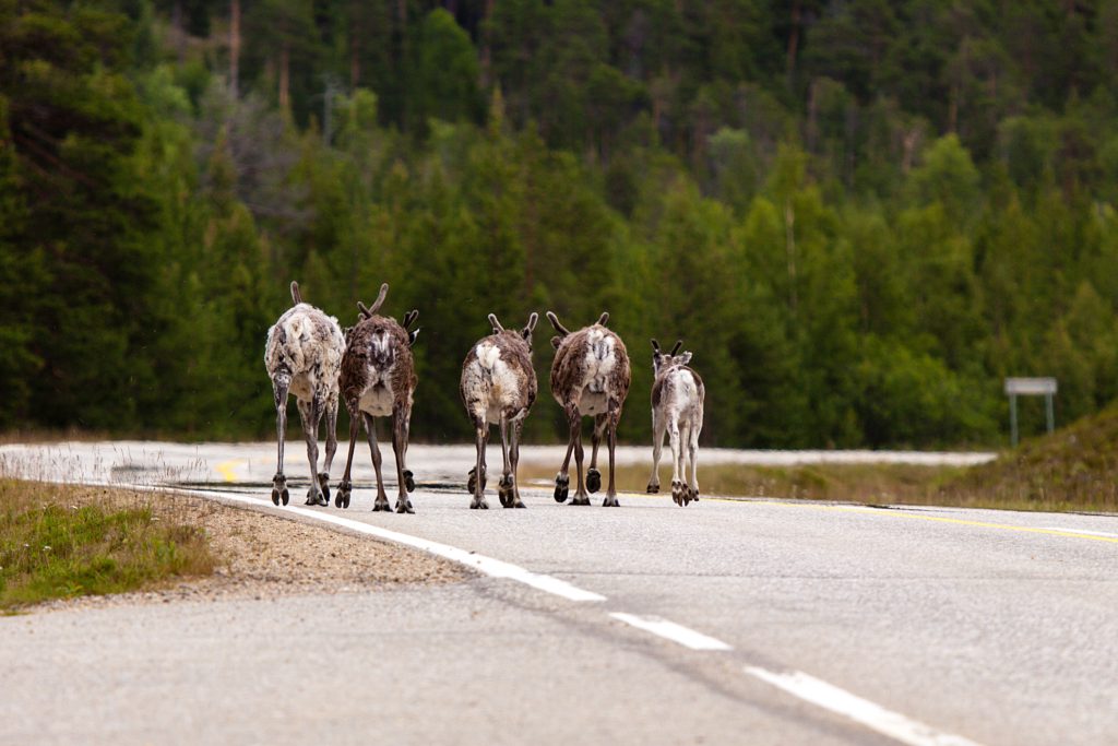 Reindeers walking on a paved road. Photo.