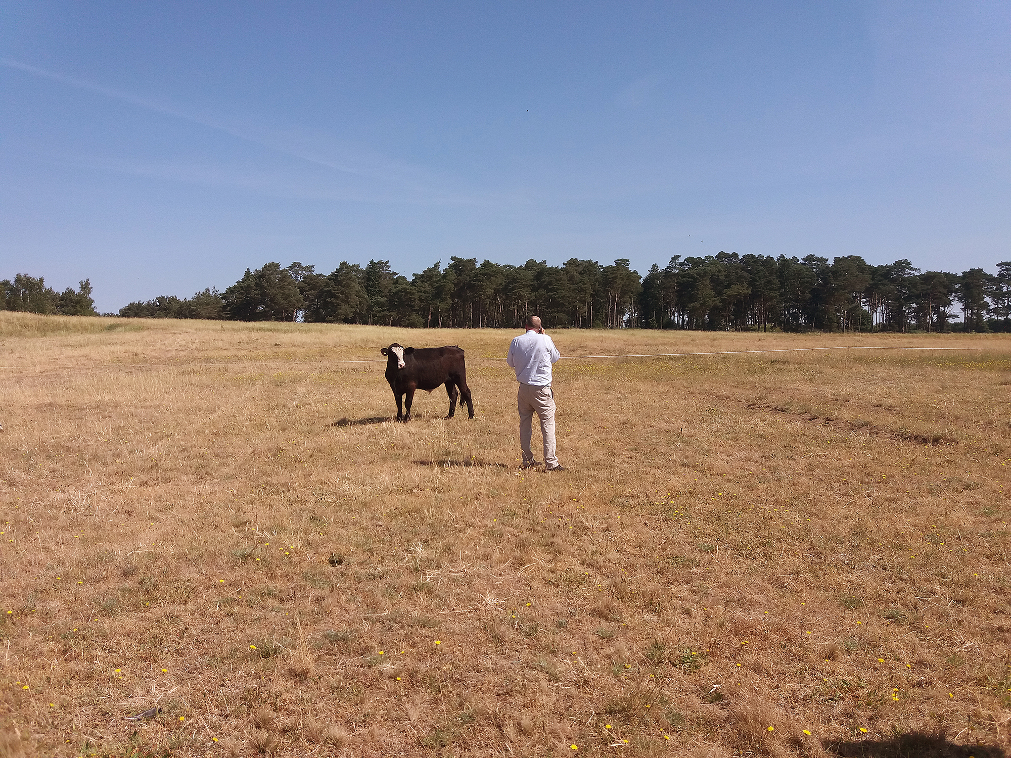 Man standing in front of a cow. Photo.