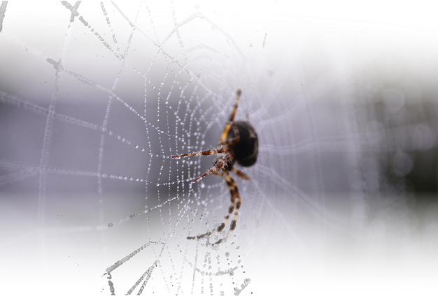 Close up on spider in a spiderweb. Photo.