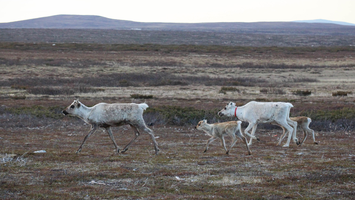 Senic view of an open field and four reindeers. Photo.