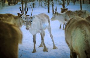 Several reindeers standing in snow. Photo.
