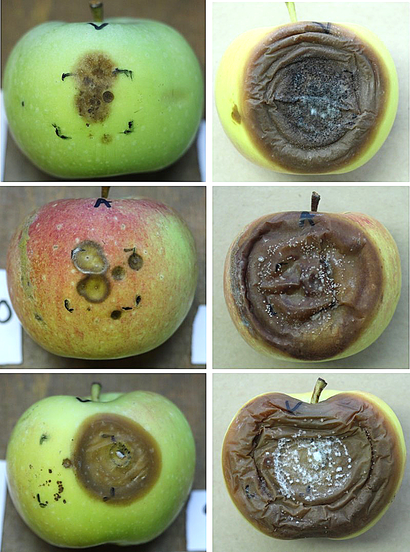 Different stages of mold on apples. Photo.