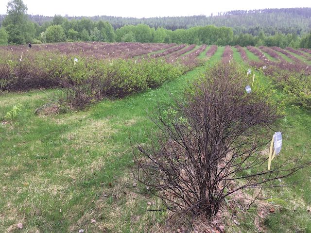 Black currant bushes in rows on a green field, seen in perspective. Many bushes lacking leaves.