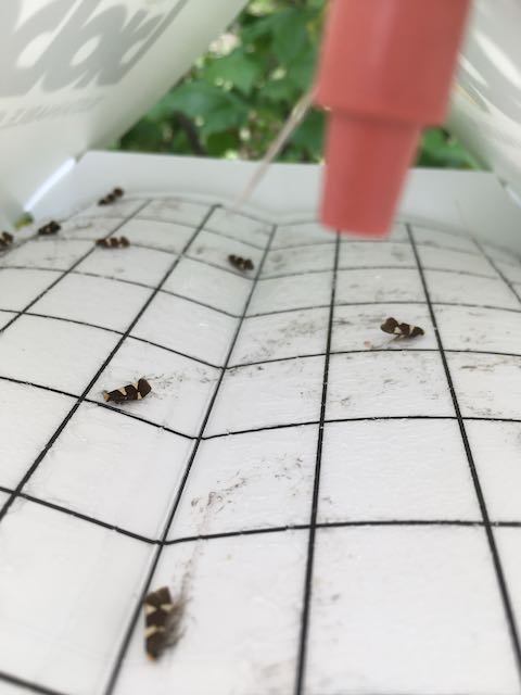 White squared bottom in a small white plastic tent. Containing dead bugs.