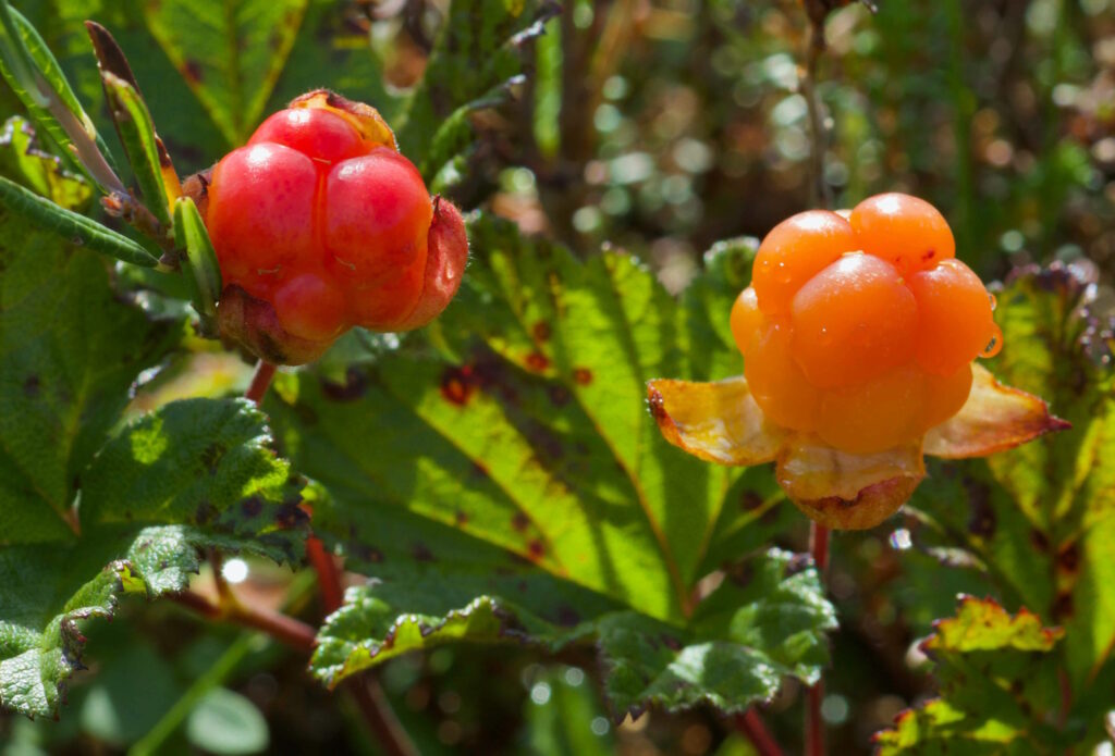 Close-up on two cranberries, one more red, the other orange. Green leaves.